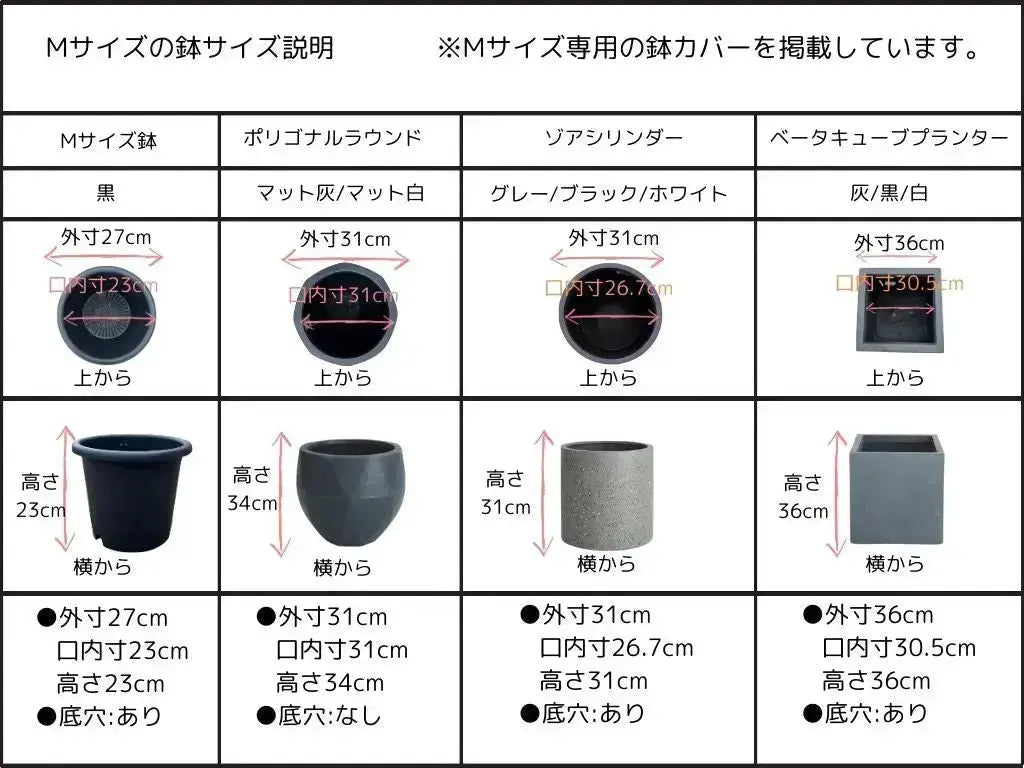 NEW【初心者向き・直立型】ひなかぜ（オリーブの木）〈目隠し〉｜約130cm｜Mサイズ｜K-199 株式会社鶴亀園