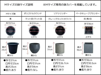 NEW【初心者向き・直立型】ひなかぜ（オリーブの木）〈目隠し〉｜約130cm｜Mサイズ｜K-199 株式会社鶴亀園