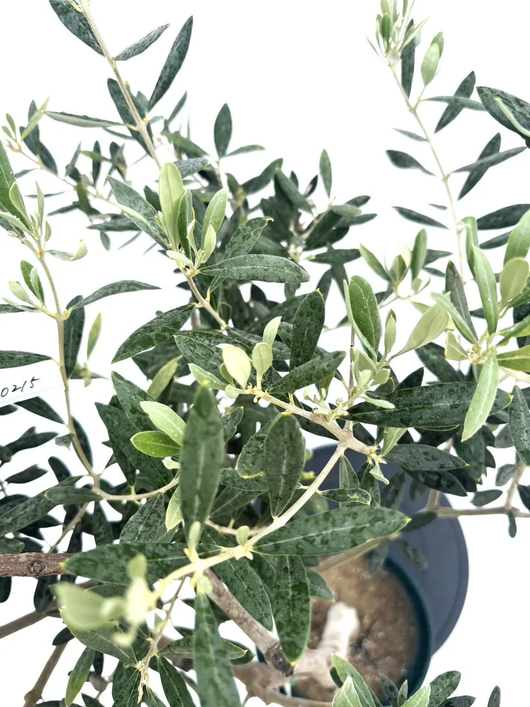 アメリカン Mサイズ 約120cm NO.10488 オリーブの木 希少品種 - 株式
