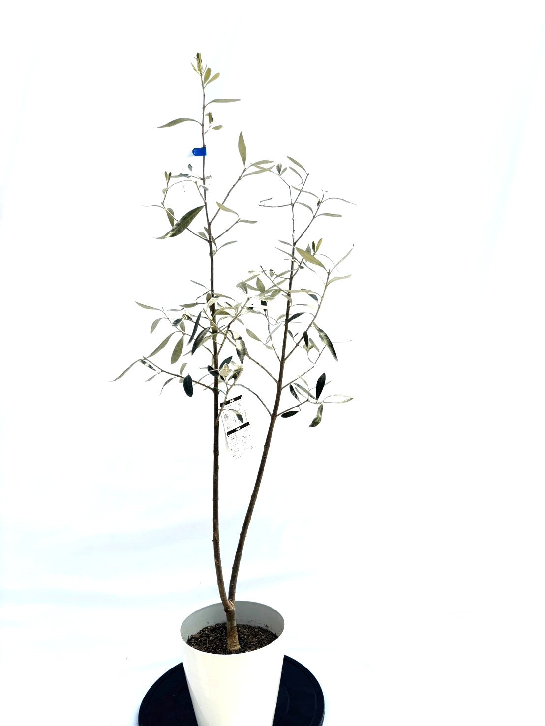 カラマタ　Sサイズ　約130cm　NO.10238　オリーブの木