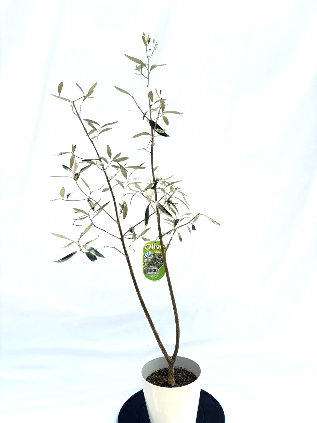 カラマタ　Sサイズ　約130cm　NO.10238　オリーブの木