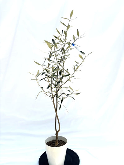 カラマタ　Sサイズ　約130cm　NO.10239　オリーブの木