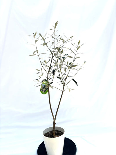 カラマタ　Sサイズ　約130cm　NO.10239　オリーブの木