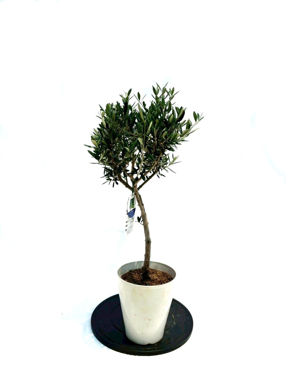 オリーブの木（全商品）｜写真の木をそのままお届け［現品販売］｜鶴亀