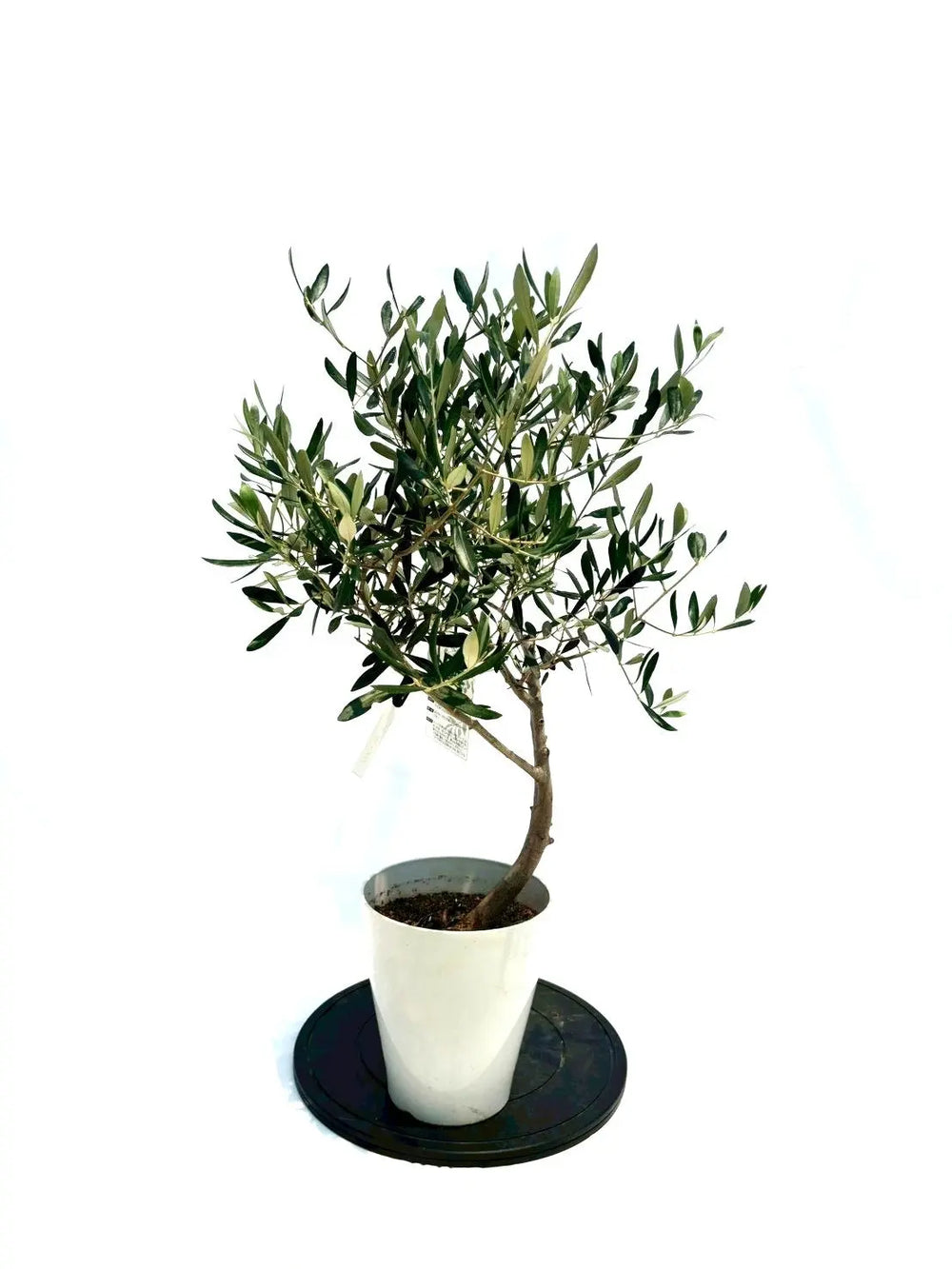 オリーブの木　盆栽風　ルッカ　8号　約40cm　NO.765　人気品種　現品掲載 オリーブの木（全商品）｜写真の木をそのままお届け［現品販売］｜鶴亀
