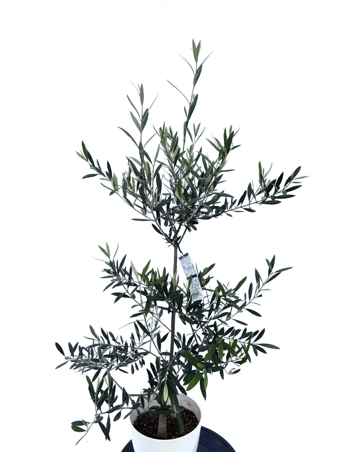 ピクアル Sサイズ 約120cm NO.10423 オリーブの木 - 株式会社鶴亀園