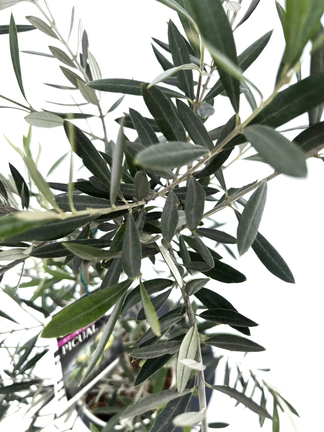 ピクアル Sサイズ 約120cm NO.10423 オリーブの木 - 株式会社鶴亀園