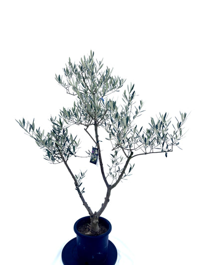 ピクアル　Mサイズ　植え替えセット込み　約140cm　NO.10489　オリーブの木　人気品種