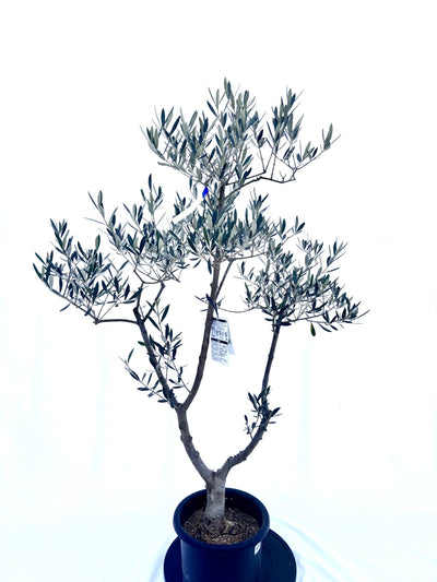 ピクアル　Mサイズ　植え替えセット込み　約140cm　NO.10489　オリーブの木　人気品種
