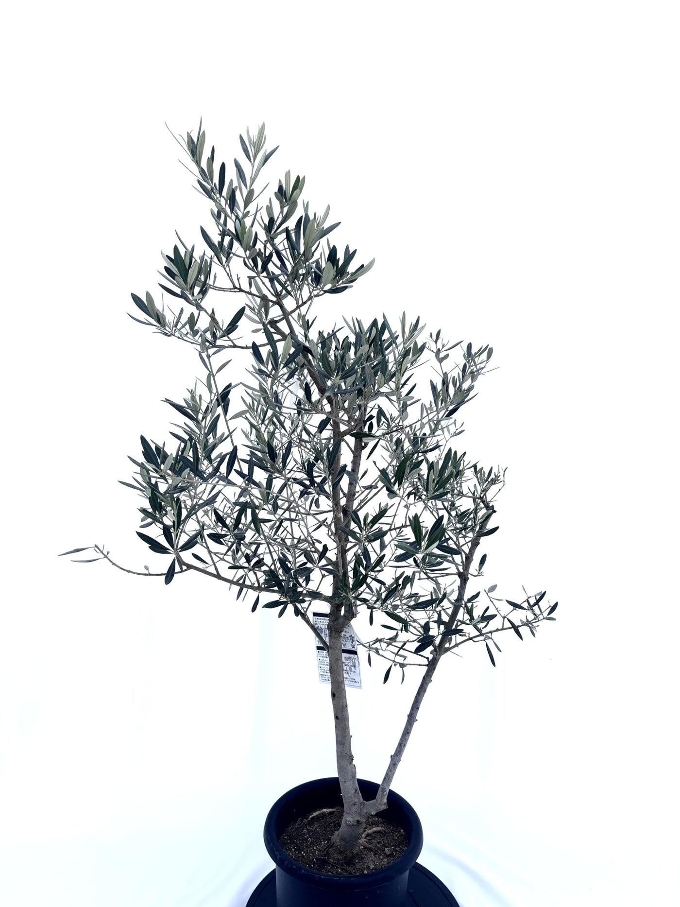 ピクアル　Mサイズ　約140cm　NO.10490　オリーブの木　人気品種