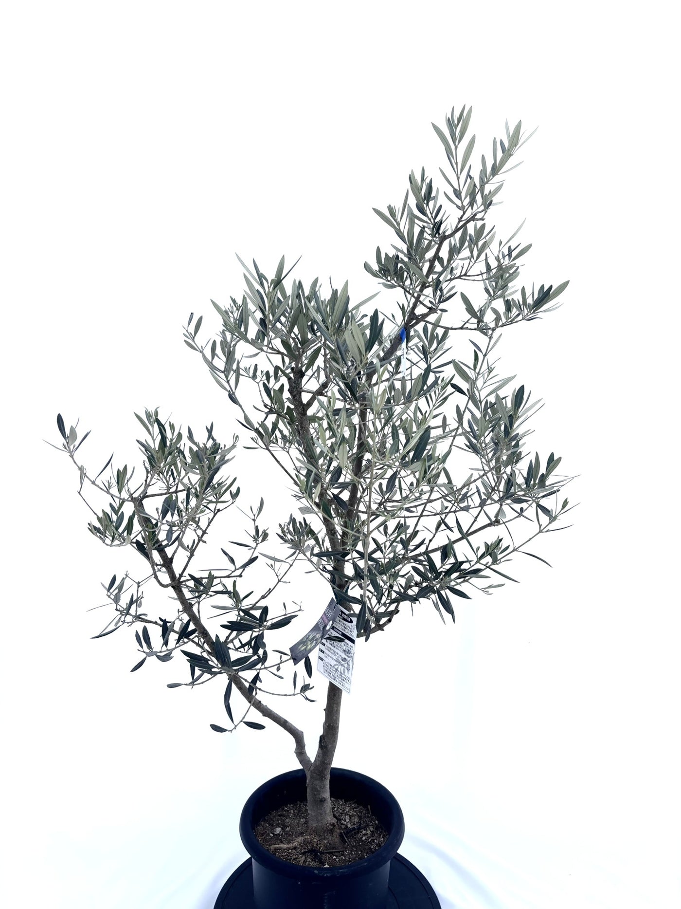 ピクアル　Mサイズ　約140cm　NO.10490　オリーブの木　人気品種
