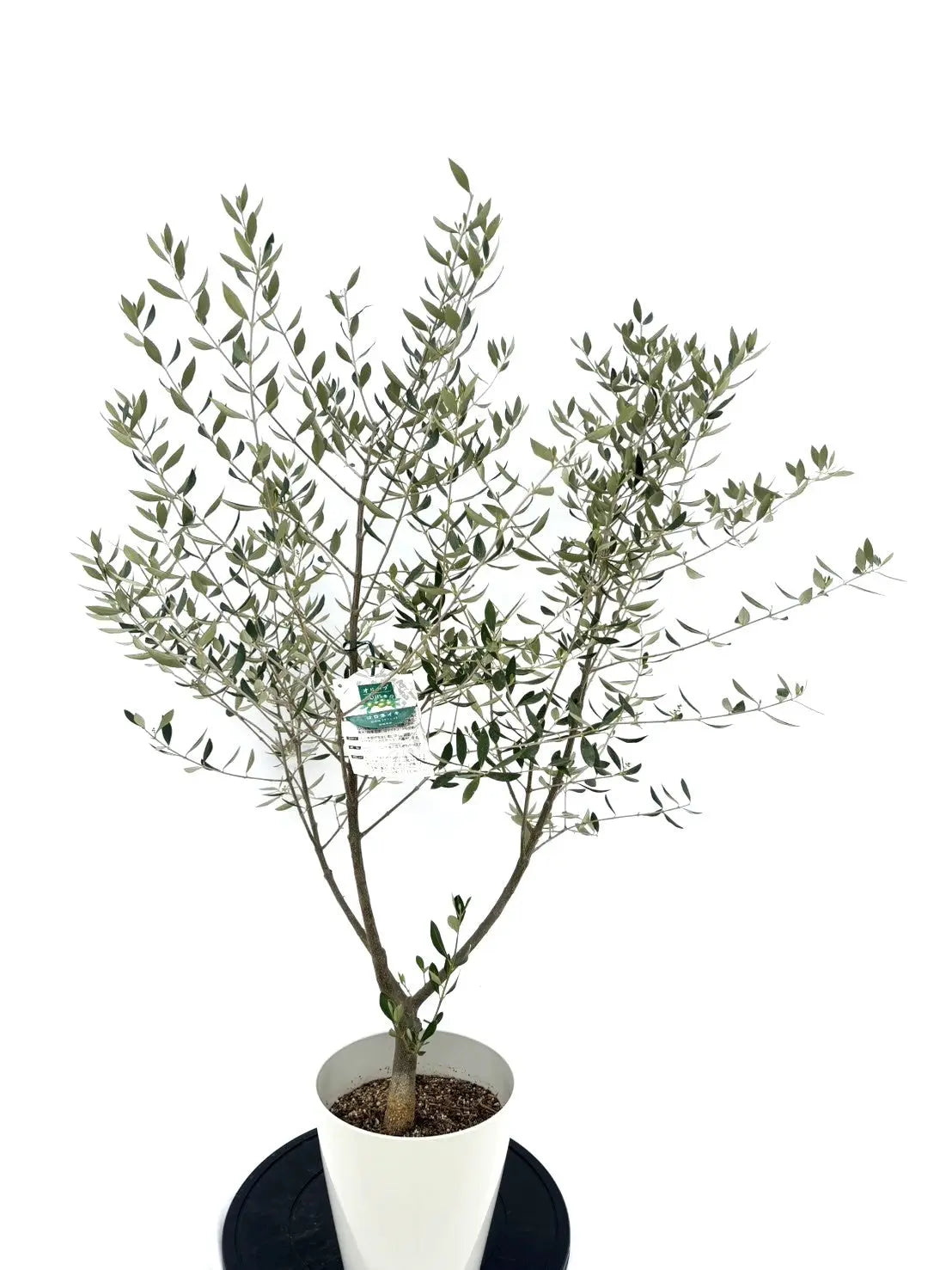 オイル用・小実】コロネイキ（オリーブの木）〈開帳型〉｜約