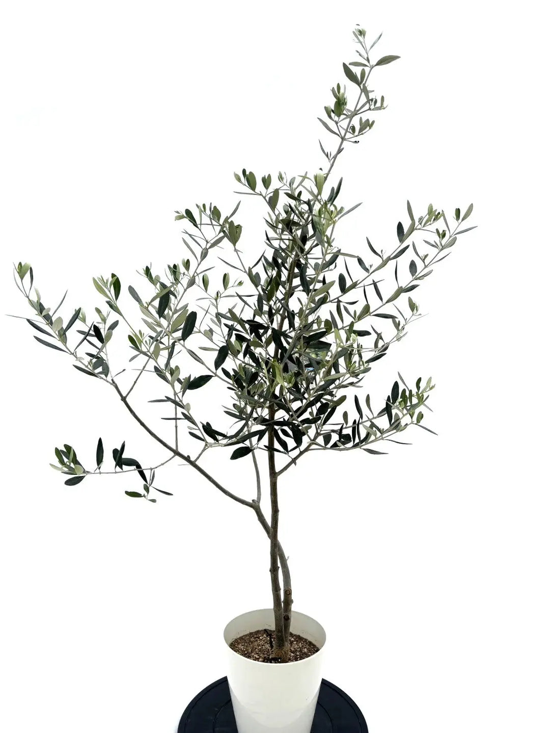 タジャスカ Sサイズ 約135cm NO.10493 オリーブの木 - 株式会社鶴亀園