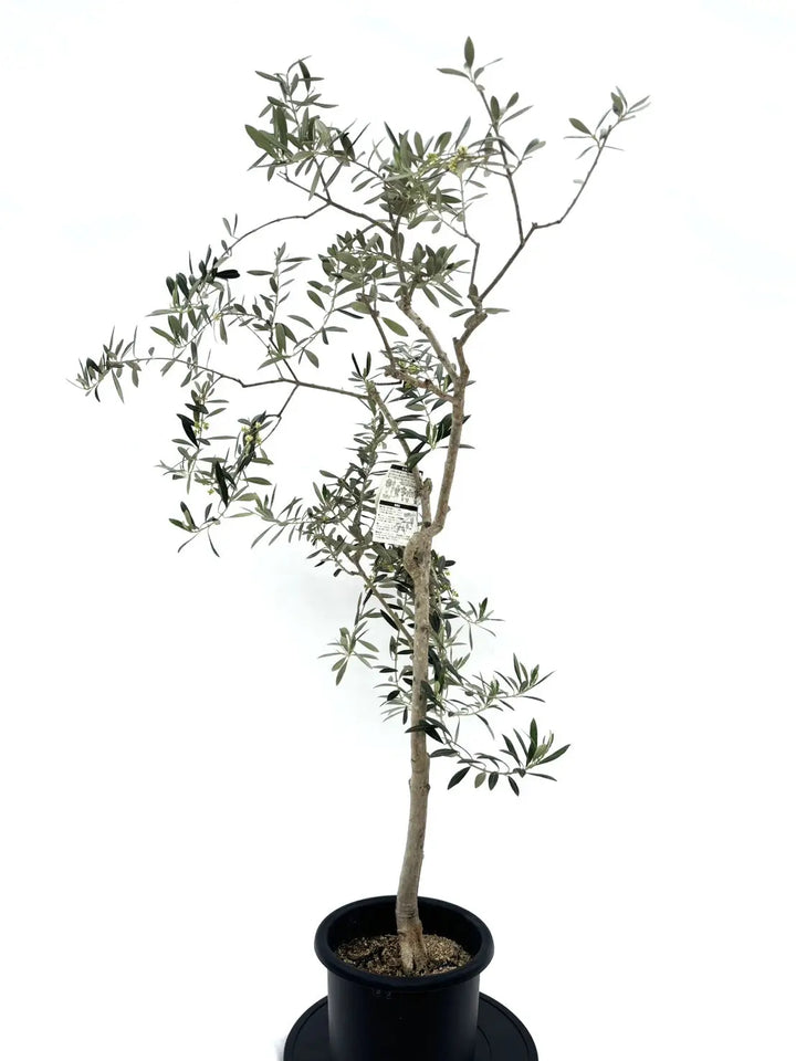 ワラサ Mサイズ 約145cm NO.10495 オリーブの木 希少品種 - 株式会社鶴亀園