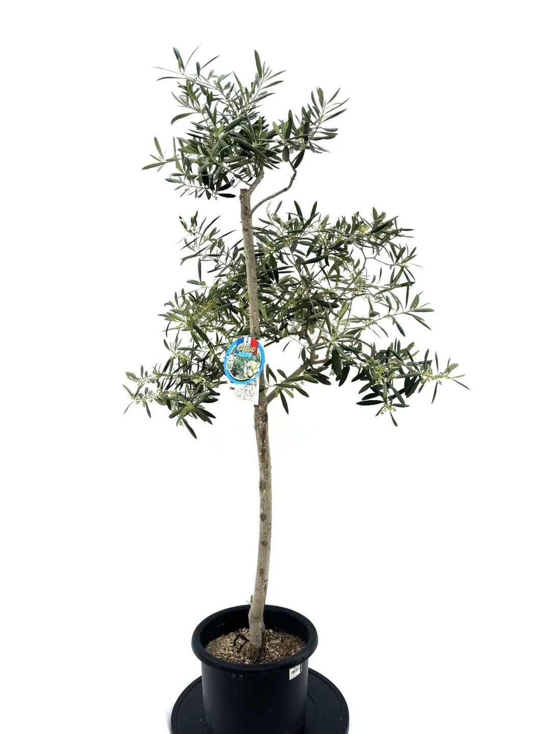 オリーブの木　ワッガベルダル　8号　約140cm　NO.496　希少品種　一点物 希少】ワッガベルダル（オリーブの木）〈室内向き〉｜約140cm｜Mサイズ