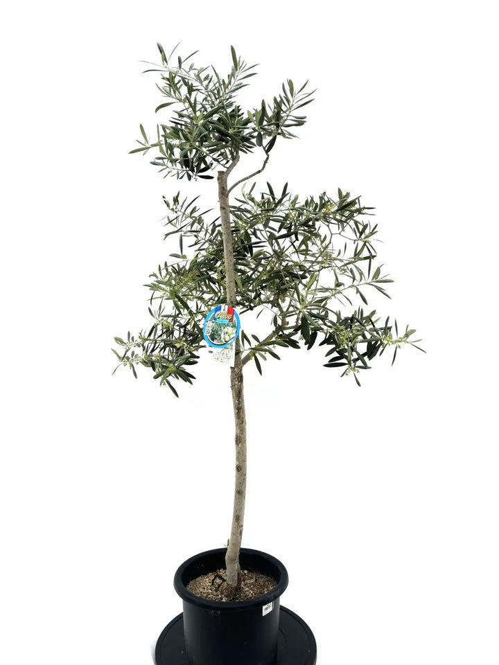 希少】ワッガベルダル（オリーブの木）〈室内向き〉｜約140cm｜Mサイズ