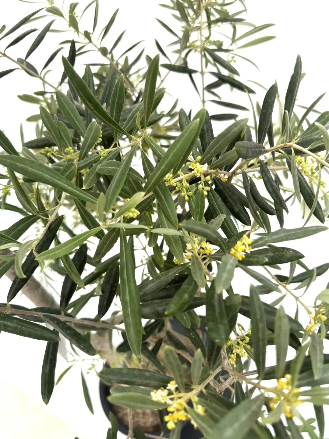 オリーブの木　ワッガベルダル　6号　80cm　NO.166　希少品種　観葉植物 希少】ワッガベルダル（オリーブの木）〈室内向き〉｜約140cm｜M