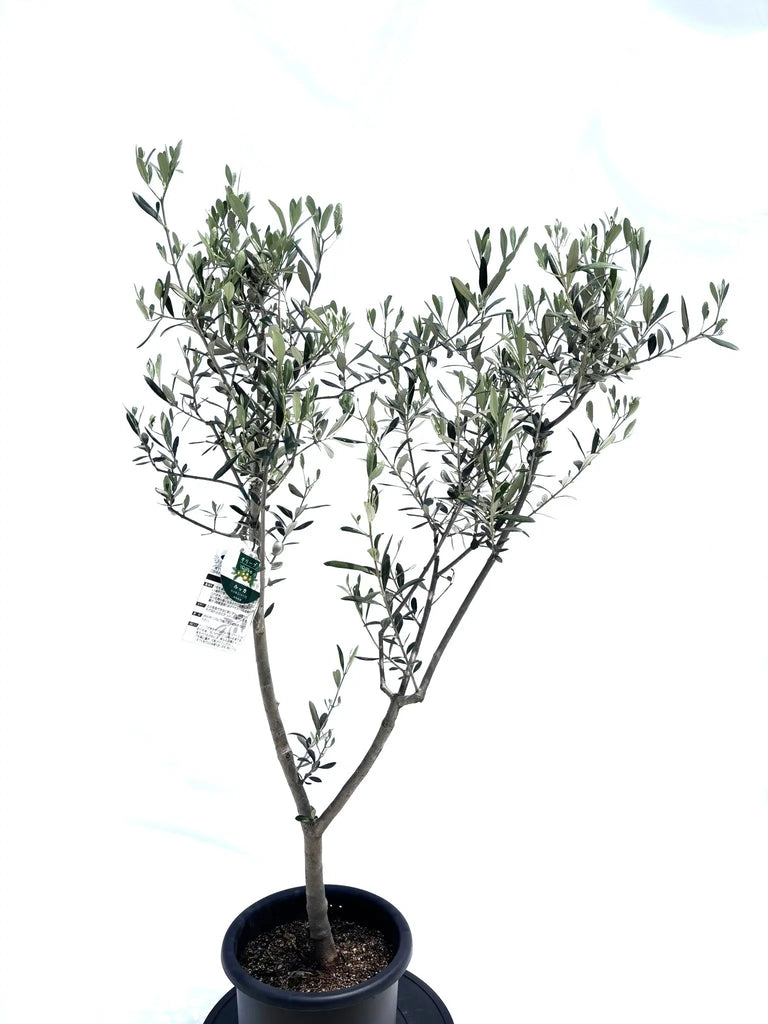 ルッカ Mサイズ 約125cm NO.10497 オリーブの木 人気品種 -品種