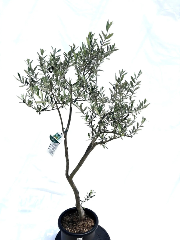 オリーブの木 ルッカ 約2m 現品発送 特大植木苗木 シンボル