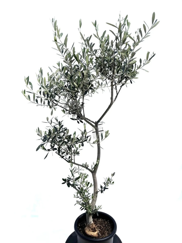 ルッカ Mサイズ 約150cm NO.10499 オリーブの木 人気品種 - 株式会社鶴亀園