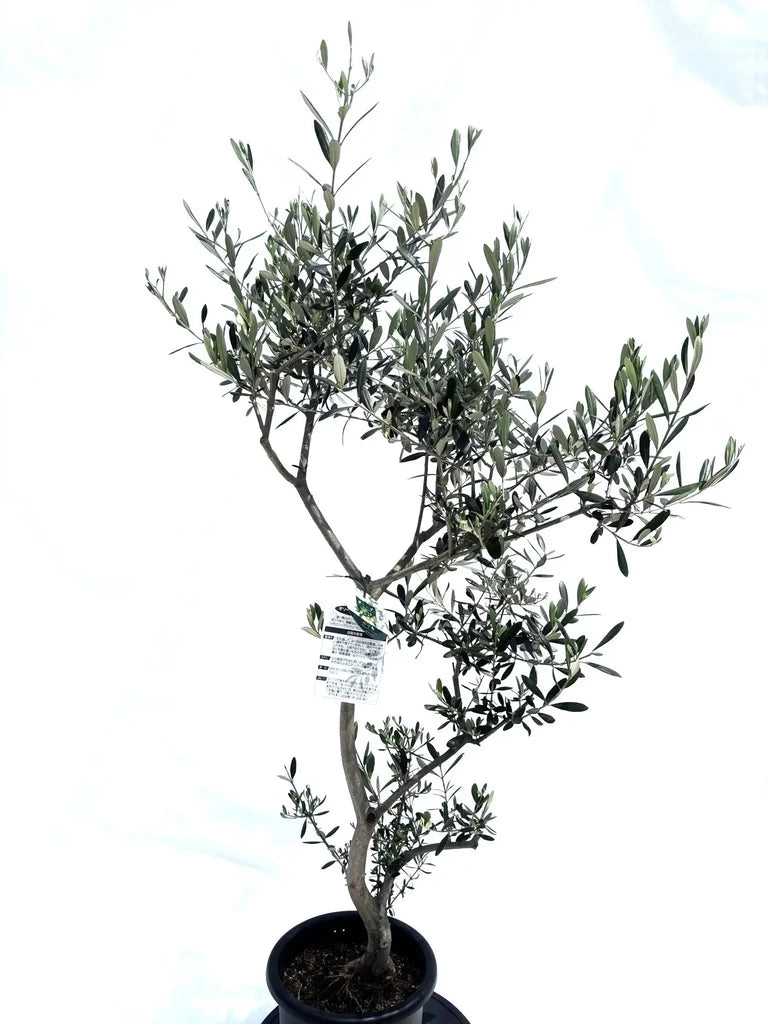 ルッカ Mサイズ 約150cm NO.10499 オリーブの木 人気品種 - 株式会社鶴亀園