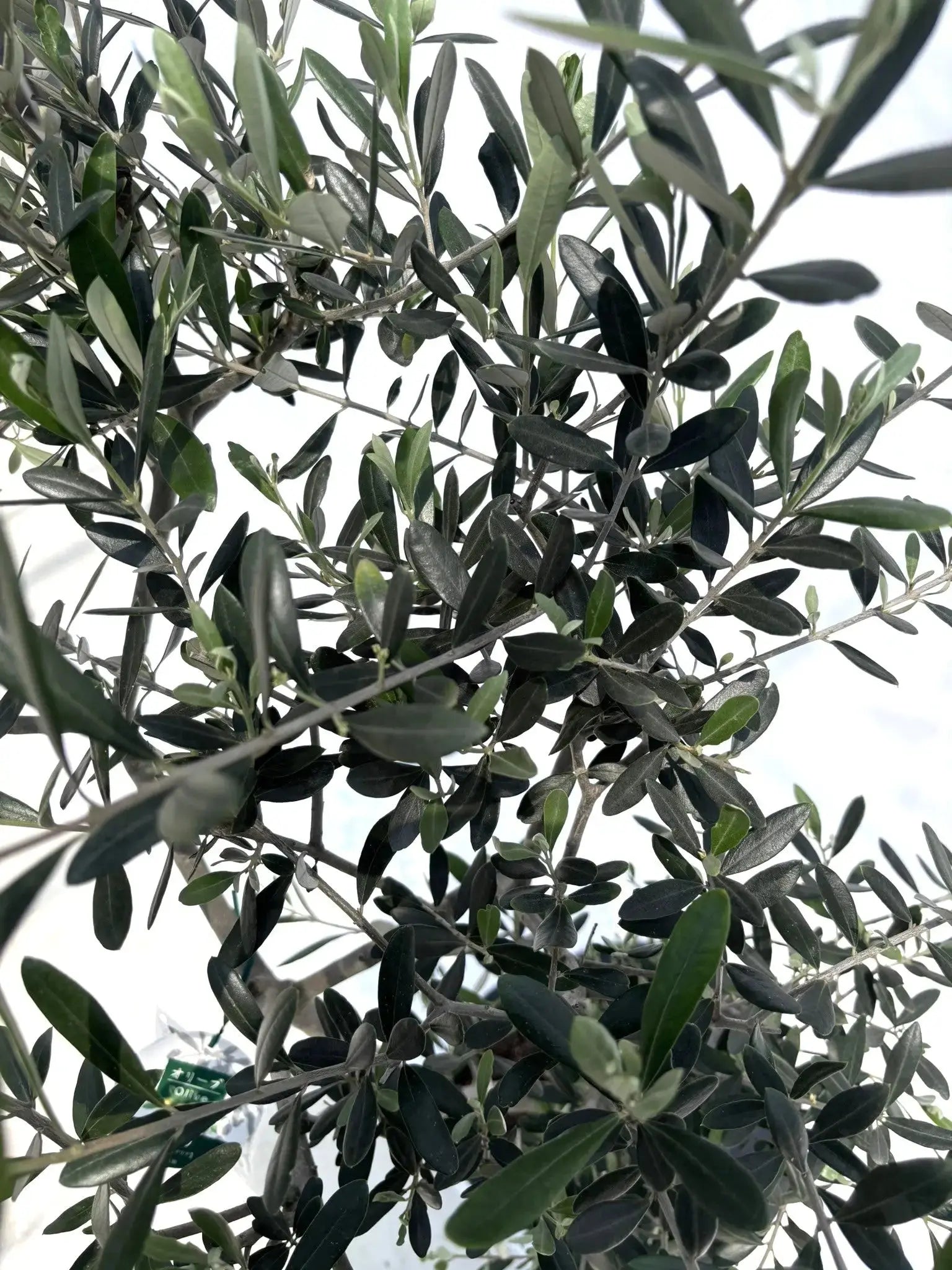 ルッカ Mサイズ 約150cm NO.10499 オリーブの木 人気品種 - 株式会社鶴亀園