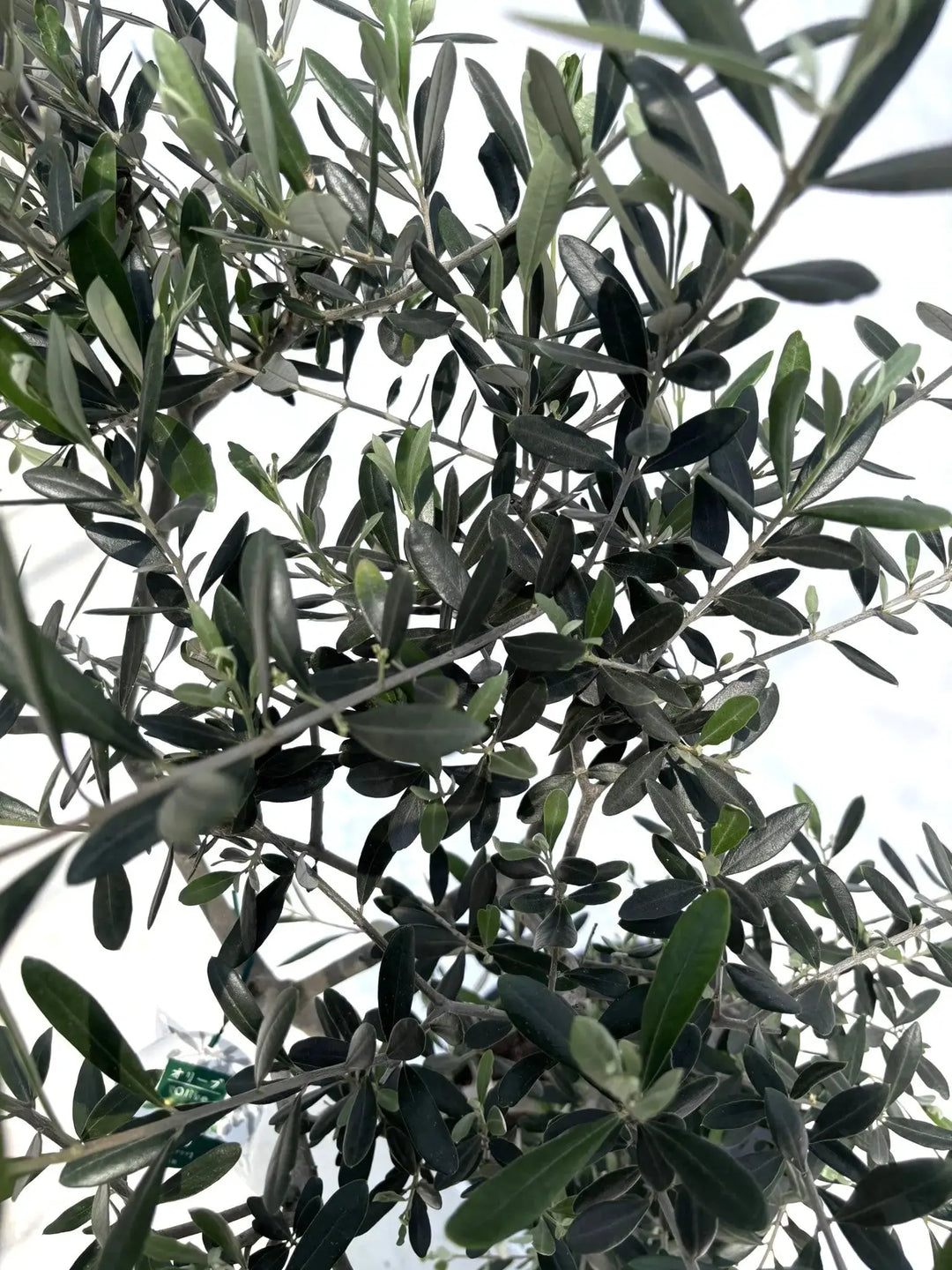 ルッカ Mサイズ 約150cm NO.10499 オリーブの木 人気品種 - 株式会社鶴亀園