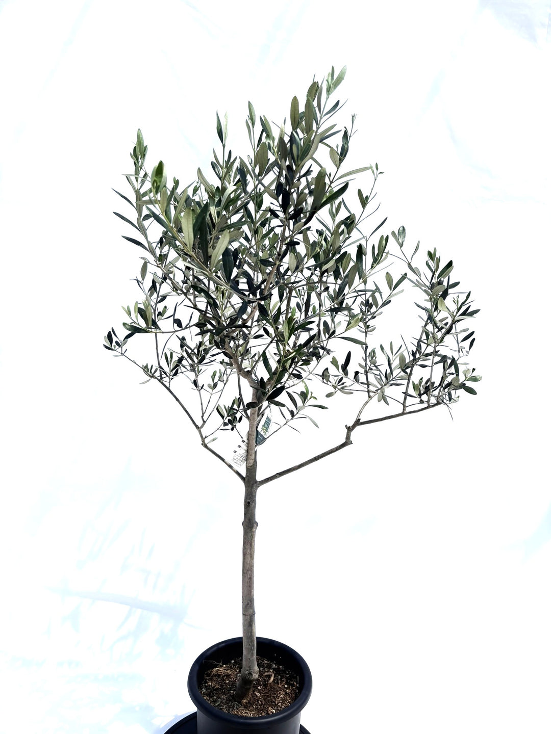 ルッカ Mサイズ 約140cm NO.10501 オリーブの木 人気品種 -品種 ルッカ Mサイズ 約140cm NO.10501 オリーブの木 人気品種 -品種