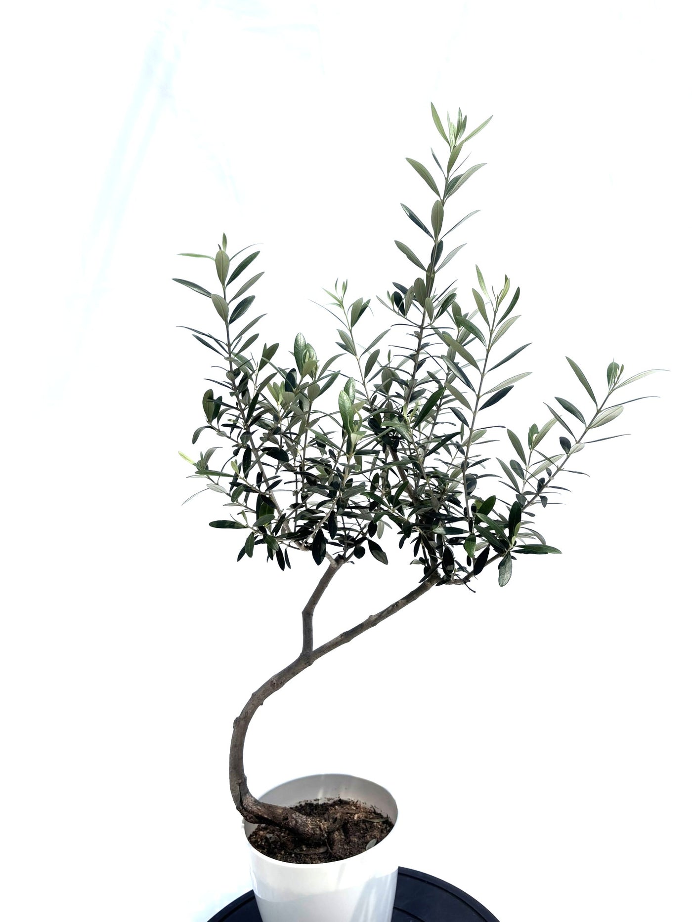 ネバディロブランコ XSサイズ 約90cm NO.10502 オリーブの木