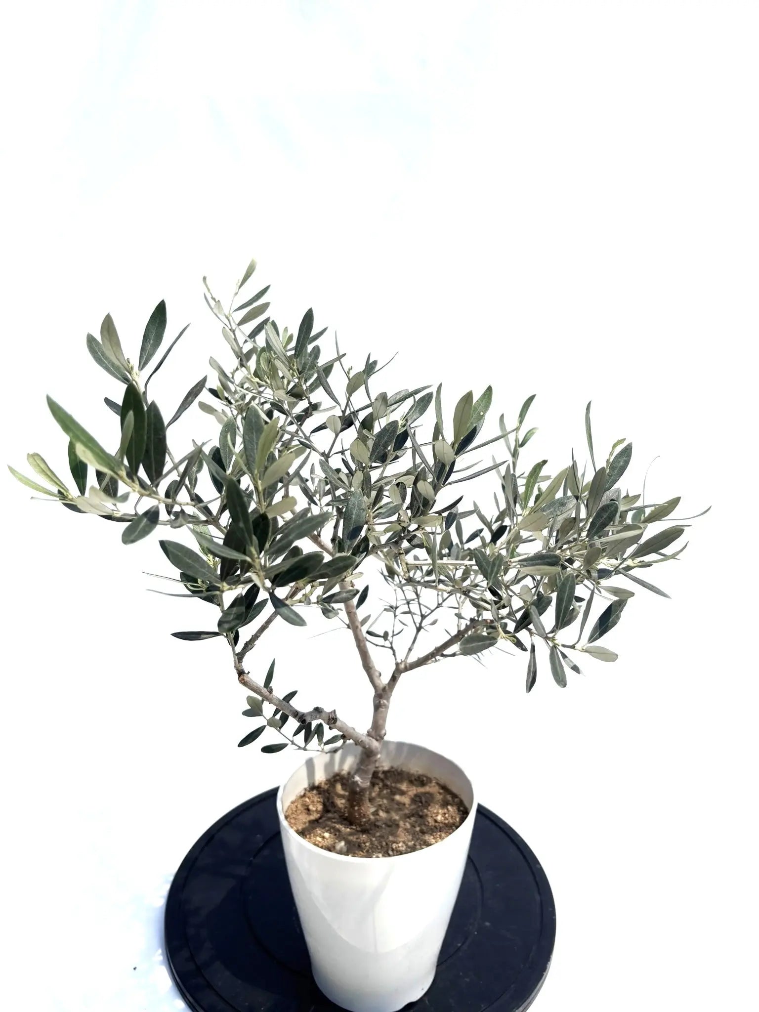 FOREST★Full Circle UK Harvest オリジナル ひなかぜ Mサイズ 約120cm NO.10414 オリーブの木 - 株式会社鶴亀園