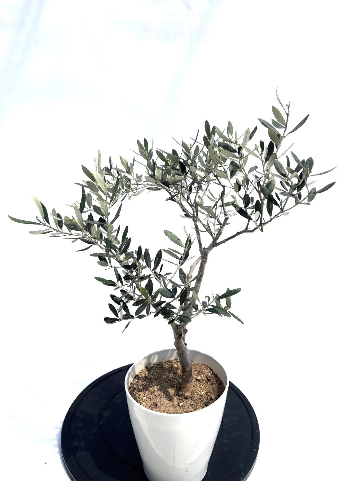 アメリカン XSサイズ 約60cm NO.10503 オリーブの木 希少品種 - 株式