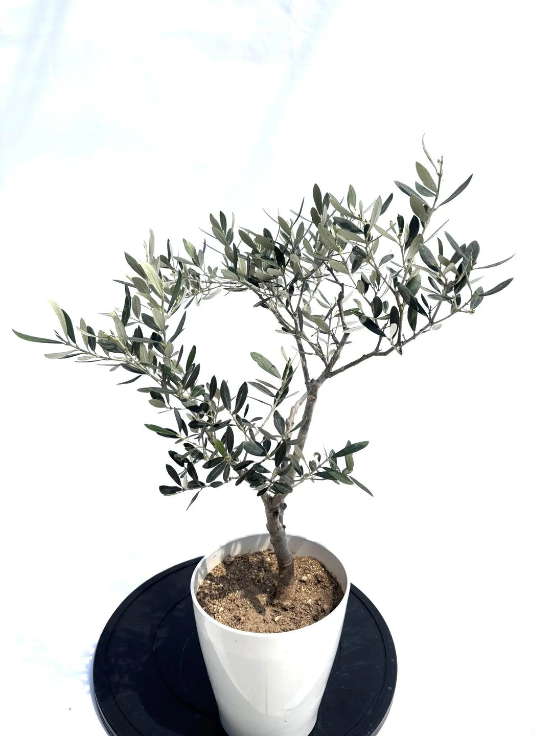 ぷりん　オリーブの木　アメリカン　太幹　植物 ぷりん様専用 オリーブの木 アメリカン 太幹 植物