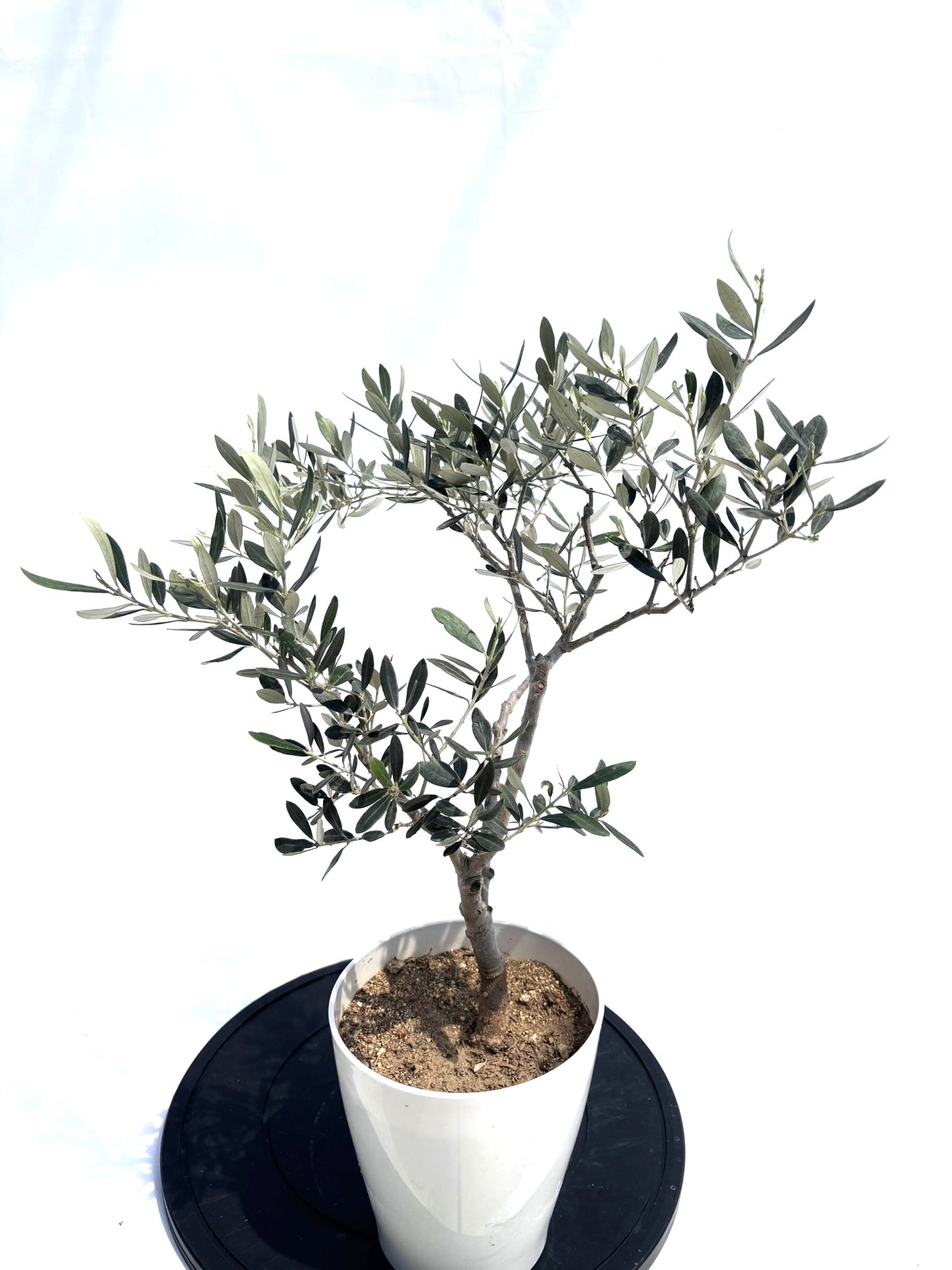 アメリカン　XSサイズ　約60cm　NO.10503　オリーブの木　希少品種