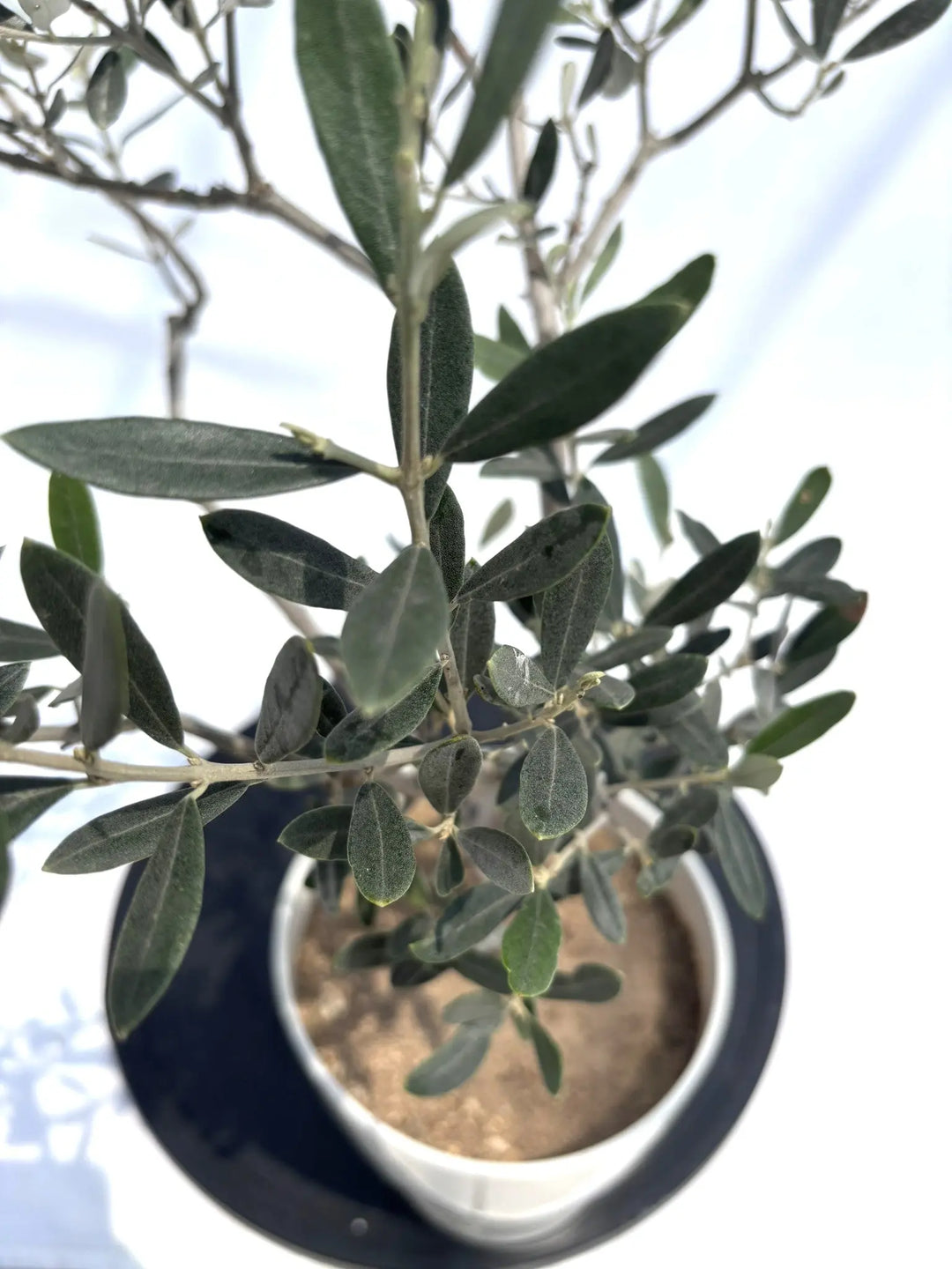 特価○未使用３枚 メリカル鑑定説明付 ３種 10銭鳩とオリーブの枝 紫宸殿 特価○未使用3枚 メリカル鑑定説明付 3種 10銭鳩と