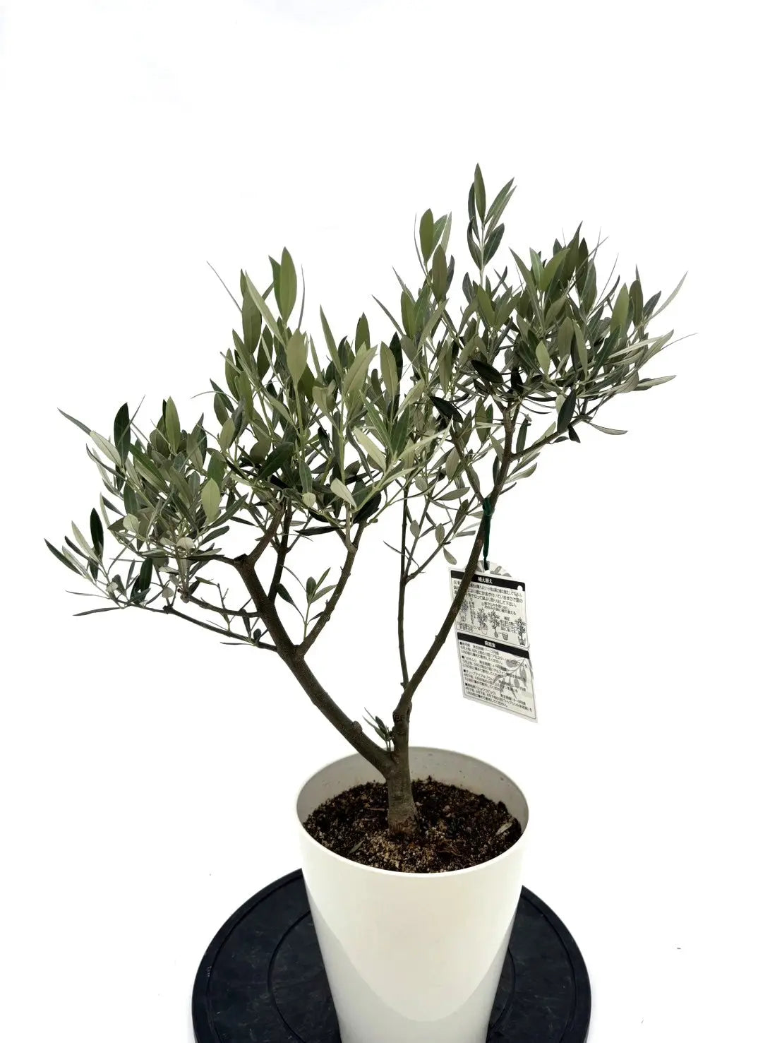 人気・銀葉】ホジブランコ（オリーブの木）「初心者向き」｜75cm｜S