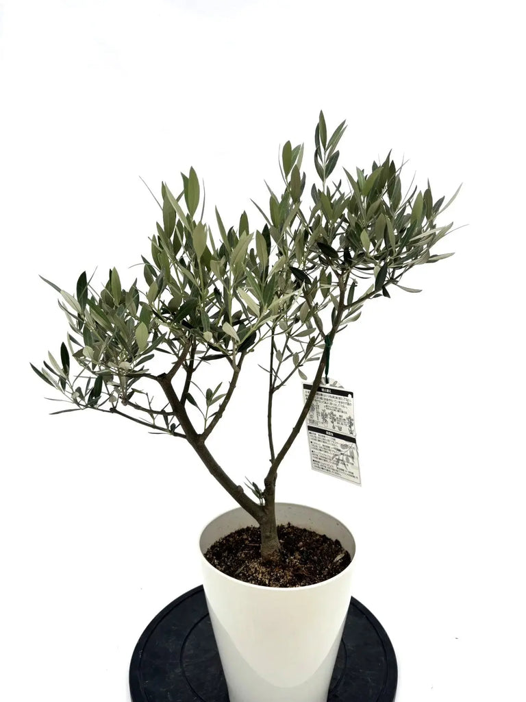 人気・銀葉】ホジブランコ（オリーブの木）「初心者向き」｜75cm｜S