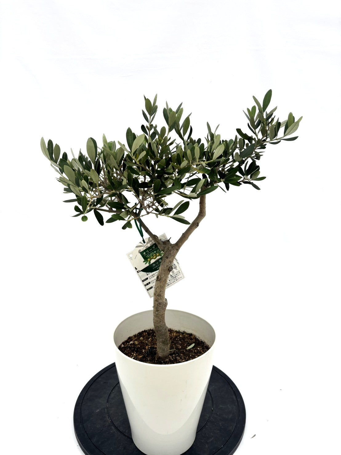 ルッカ　Sサイズ　約65cm　NO.10543　オリーブの木　人気品種