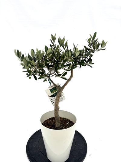 ルッカ　Sサイズ　約65cm　NO.10543　オリーブの木　人気品種