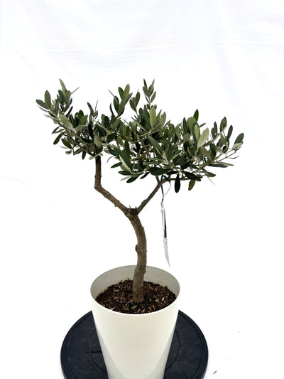 ルッカ　Sサイズ　約65cm　NO.10543　オリーブの木　人気品種