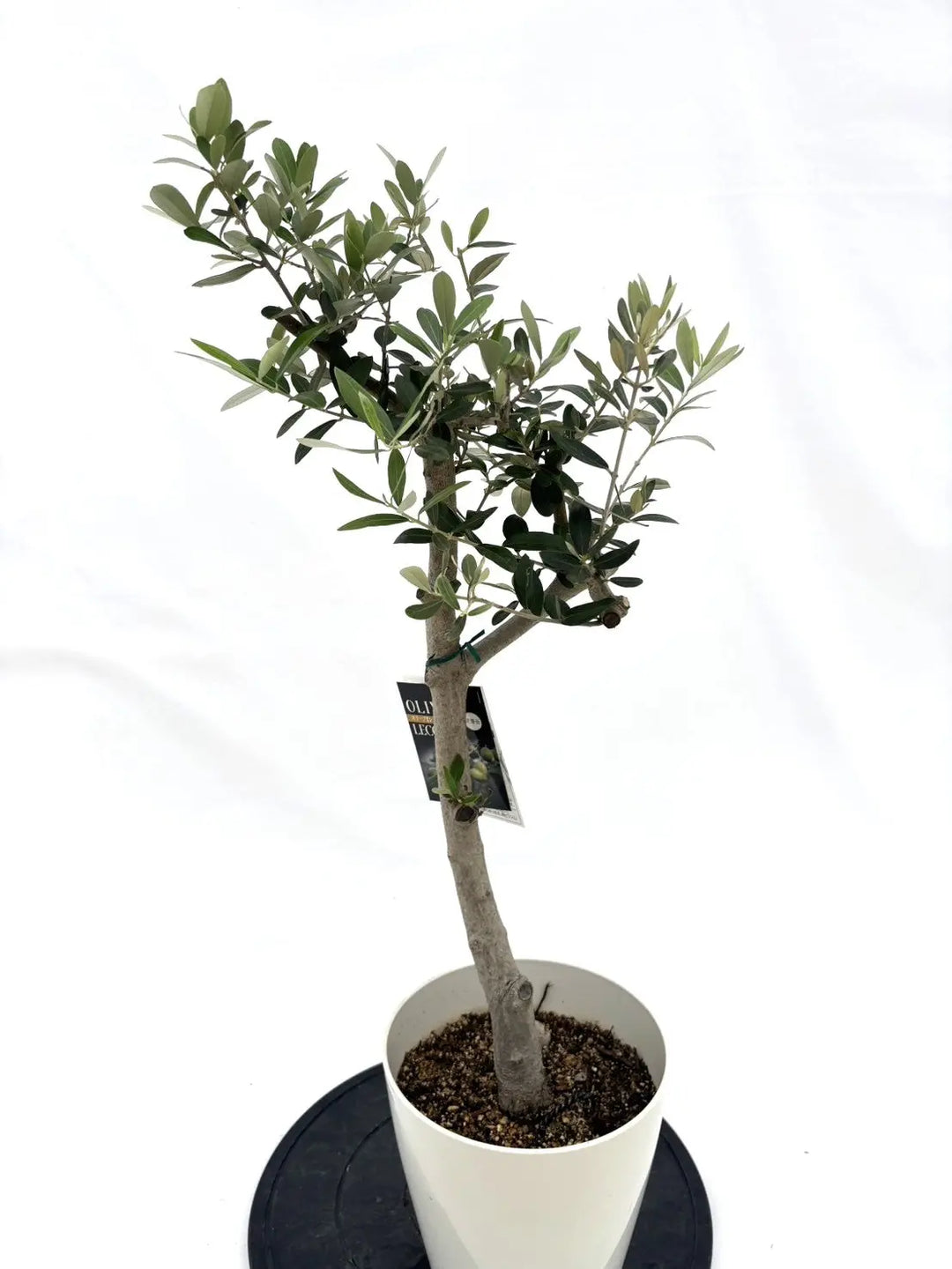 人気・銀葉】レッチーノ（オリーブの木）〈シンボル向き〉｜85cm