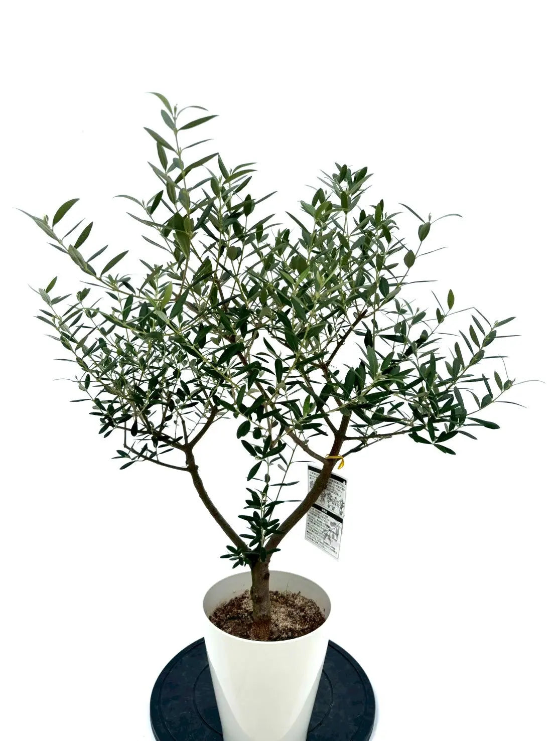 人気・初心者向き・シンボル向き】シプレシーノ（オリーブの木）｜90cm