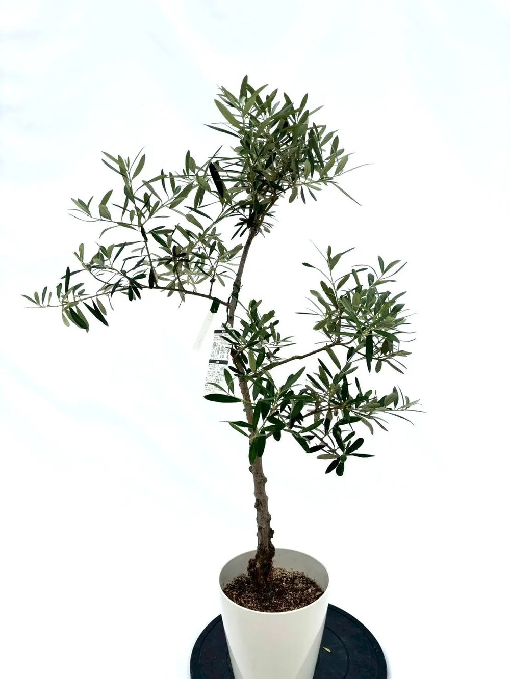 オリーブの木（全商品）｜写真の木をそのままお届け［現品販売］｜鶴亀