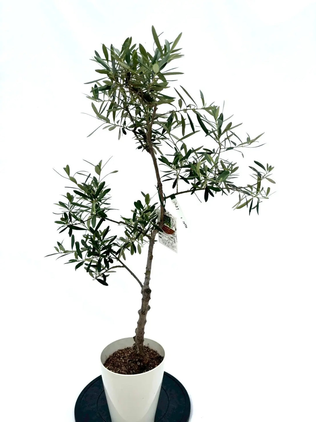 オリーブの木（全商品）｜写真の木をそのままお届け［現品販売］｜鶴亀