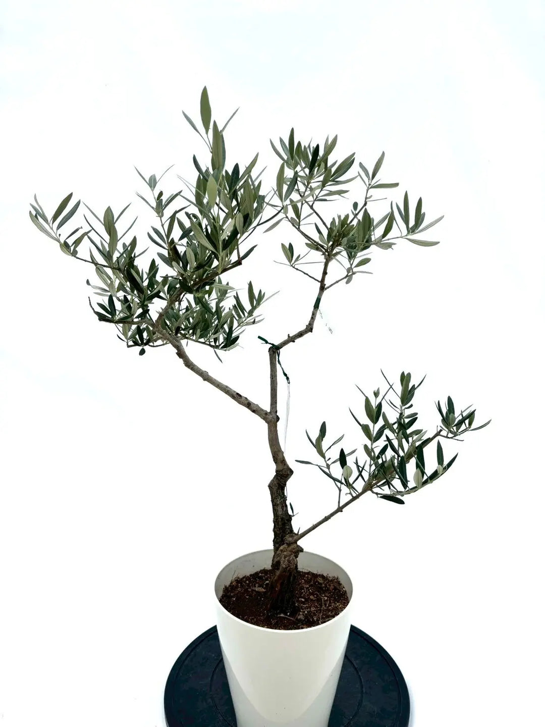 人気・銀葉】ピクアル（オリーブの木）〈自家受粉〉｜約85cm｜Sサイズ