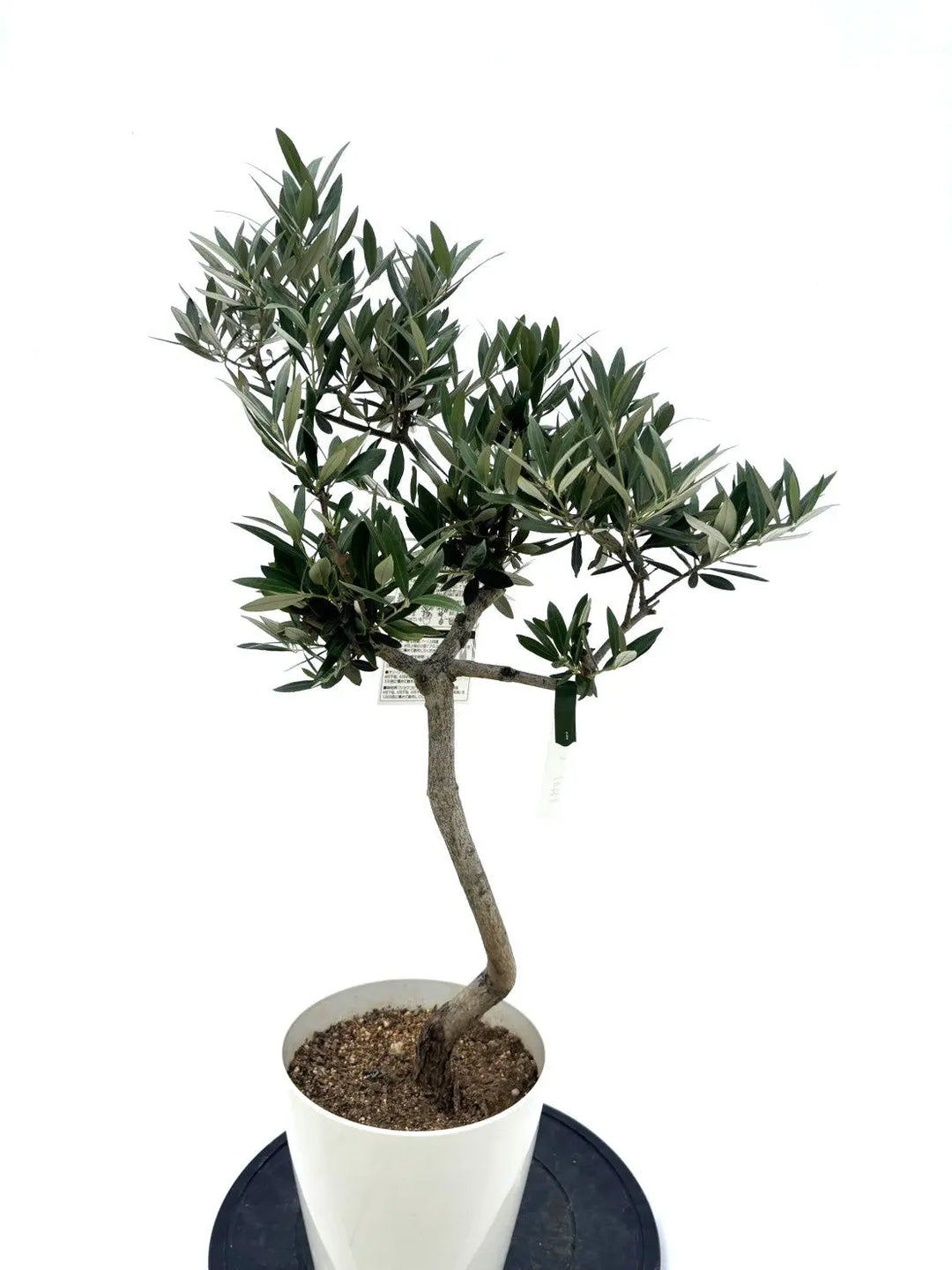 オリーブの木　ピクアル 人気・銀葉・オイル向き】ピクアル（オリーブの木）｜約90cm｜S