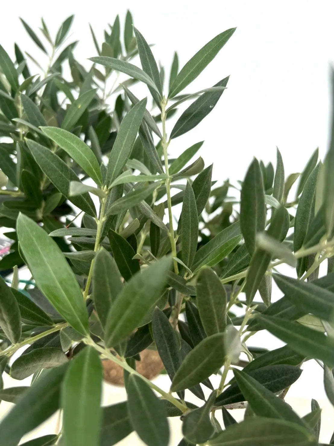 オリーブの木　ピクアル オリーブの木 ピクアル | 観葉植物 | 送料無料でお届け