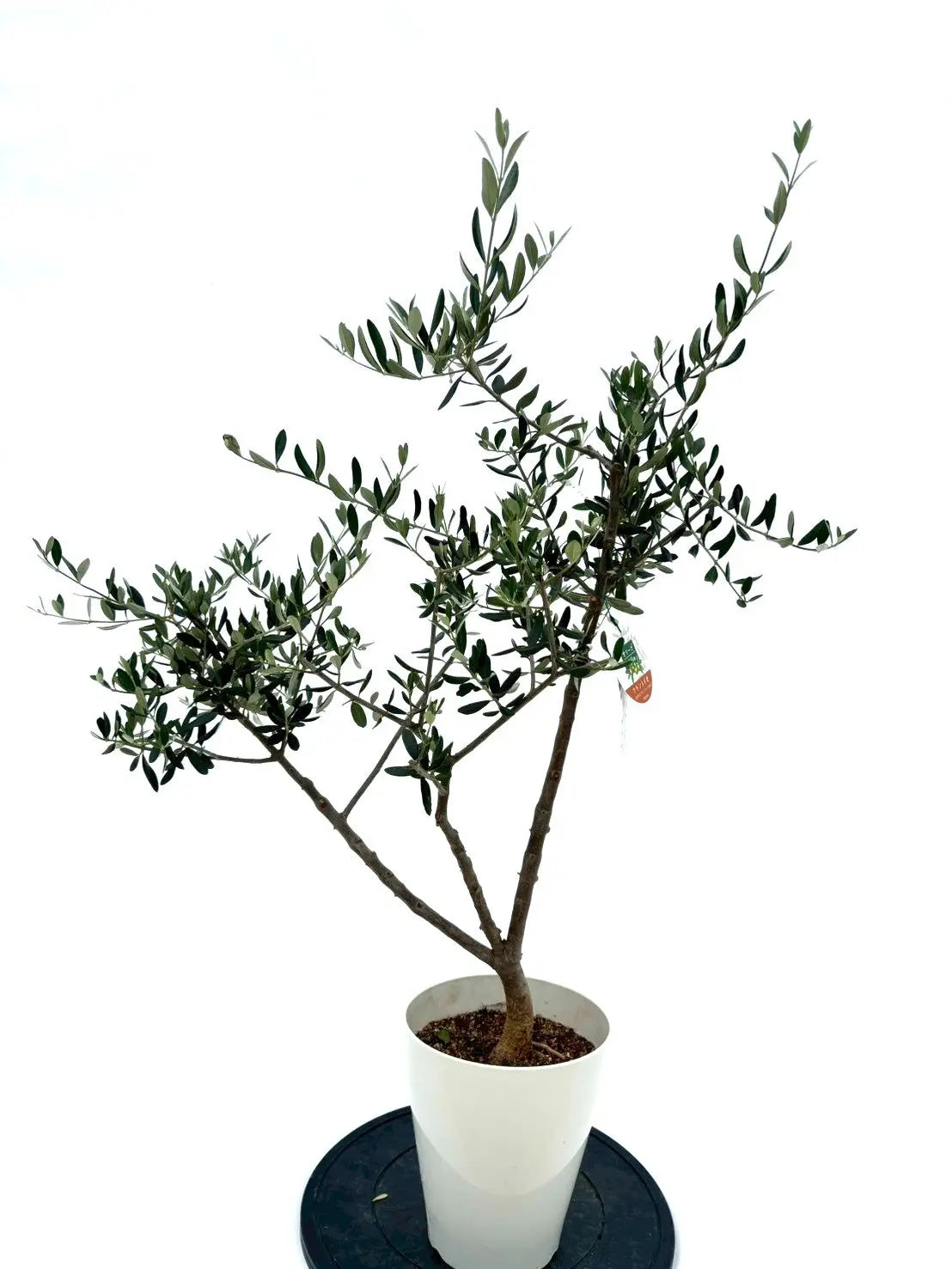 人気・寒さ・病害虫に強い】フラントイオ（オリーブの木）〈開帳型