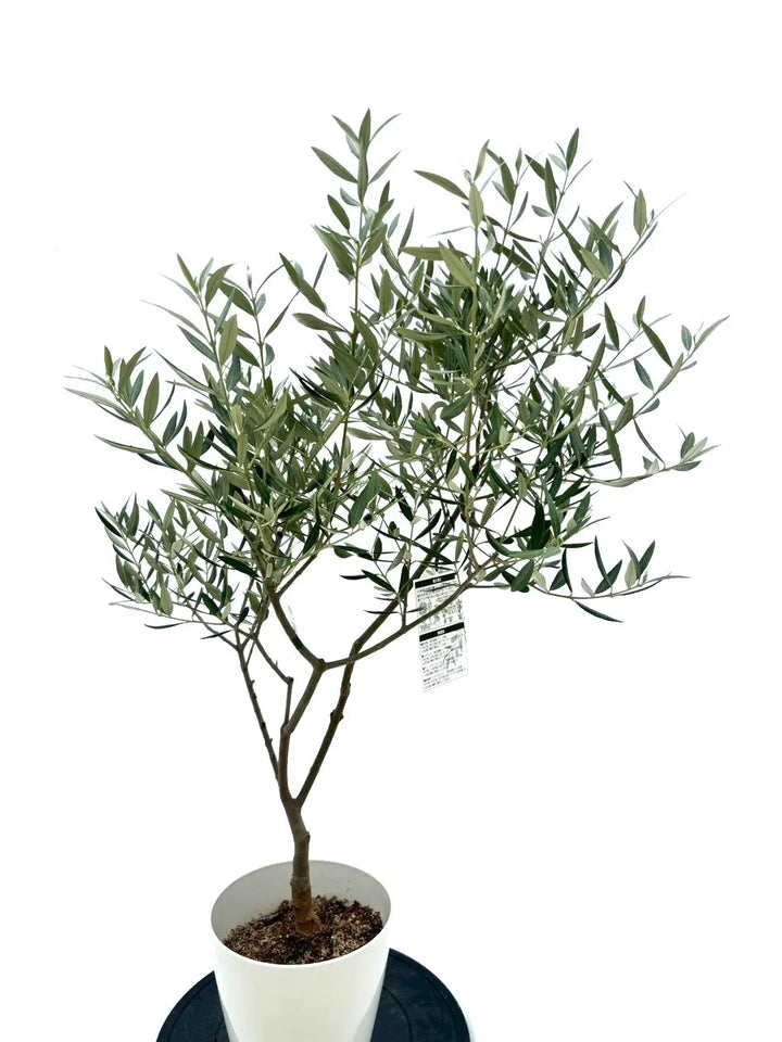 人気・銀葉】ホジブランコ（オリーブの木）「初心者向き