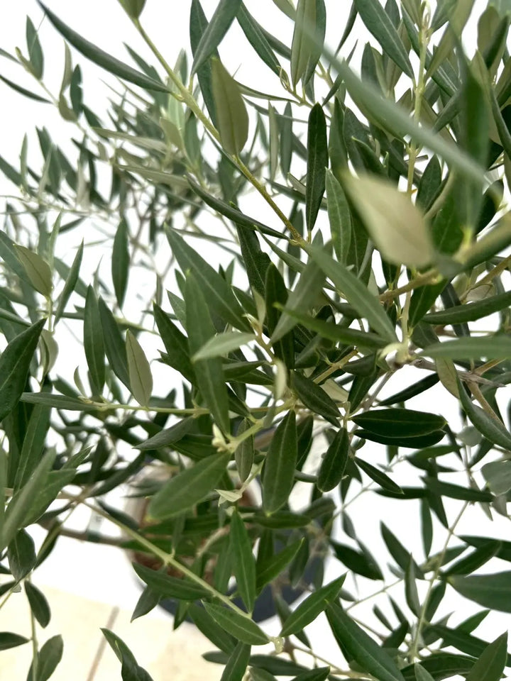 オリーブ　プロフご覧下さいです 人気・銀葉】ホジブランコ（オリーブの木）「初心者向き