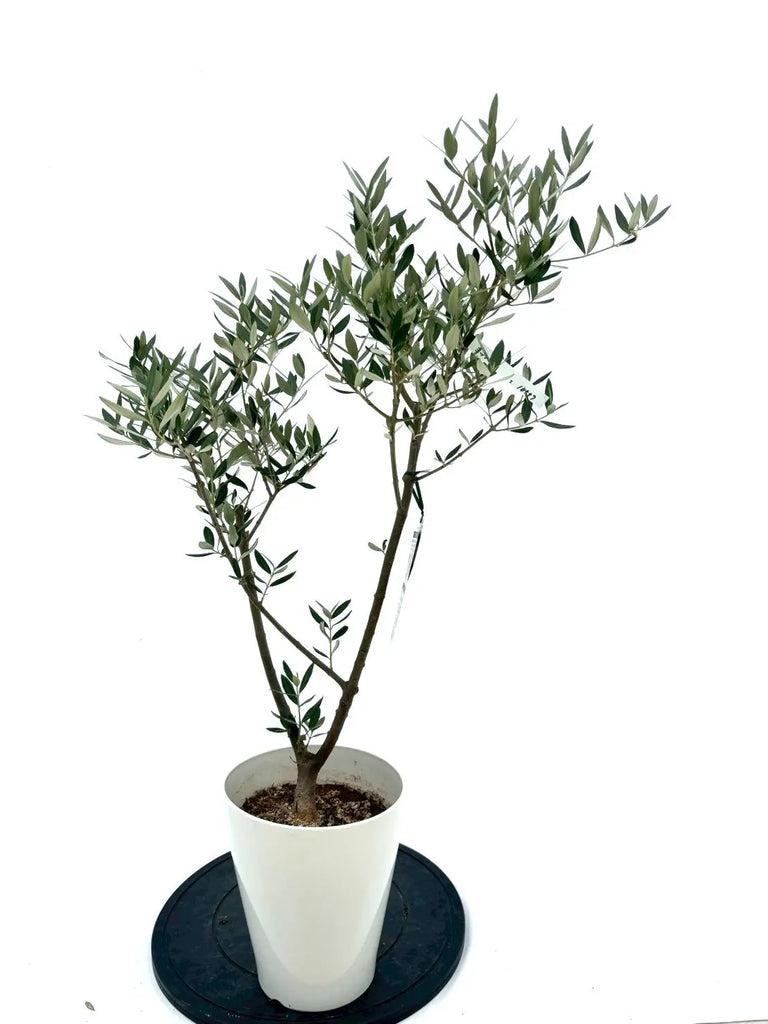 オリーブ (ミッション）　--olive　オリーヴ-- 16_000000001640.jpg?1714637391